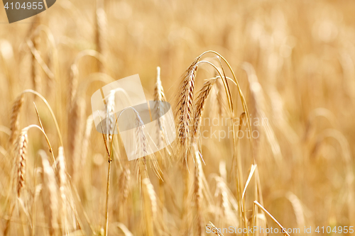 Image of cereal field with spikelets of ripe rye or wheat