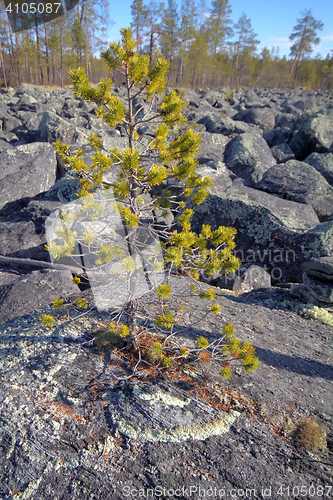 Image of Glacial moraine of huge pieces of granite.