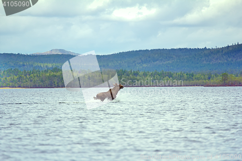 Image of Time of migration 9. Moose cross wide North of river