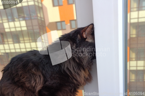 Image of cat on the window in a new apartment house