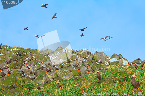 Image of Avian community. Mixed seabird colonies in Aleutian-Commander Islands. Pacific ocean