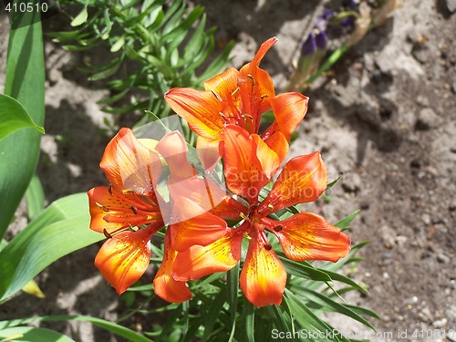 Image of Tiger lily