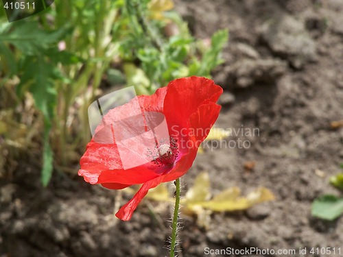 Image of Poppy