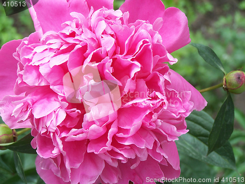 Image of Peony