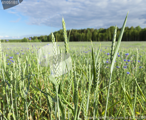 Image of Field with cereal