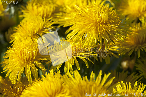 Image of yellow dandelions in spring