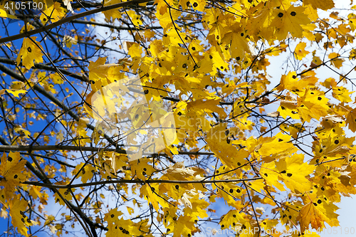 Image of yellowing leaves on the trees