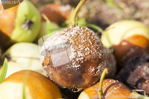 Image of spoiled apples, close-up