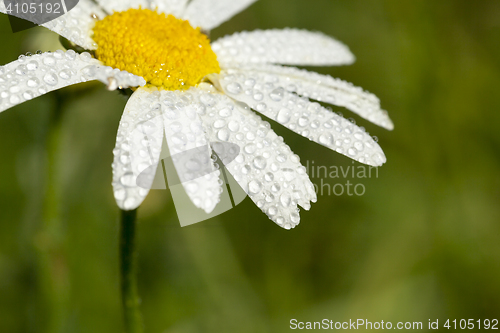 Image of camomile flower close-up