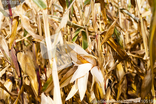 Image of Ripe yellow corn