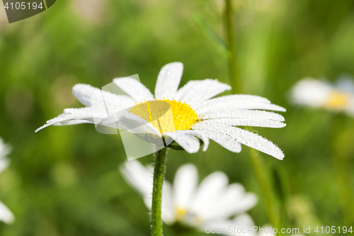 Image of camomile flower close-up