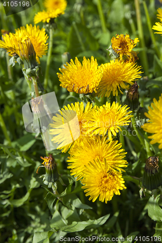 Image of yellow dandelions in spring