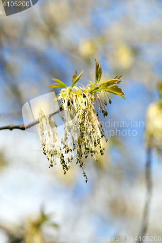 Image of flowering maple tree