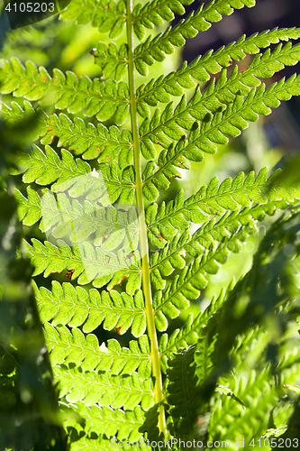 Image of green fern close up