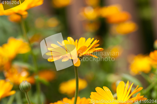 Image of orange flowers of calendula