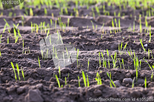 Image of young grass plants, close-up