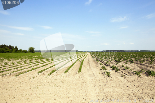 Image of Field with carrot