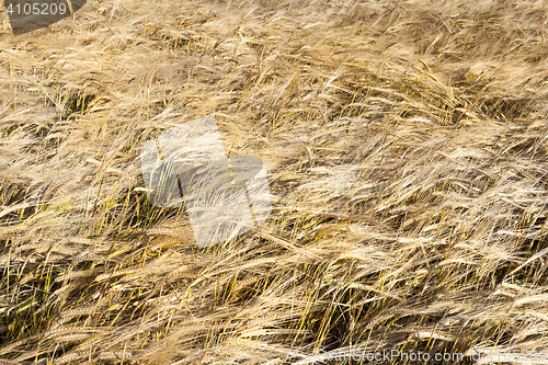 Image of Agricultural field , wheat