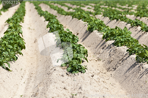 Image of Agriculture, potato field