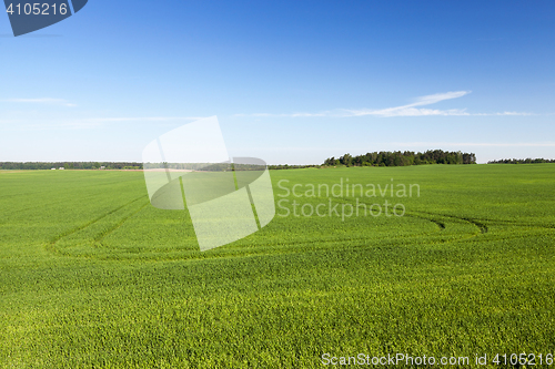 Image of Field with cereal