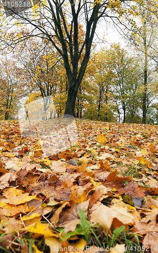 Image of Maple Park in autumn