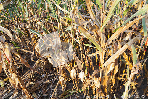 Image of yellowed ripe corn