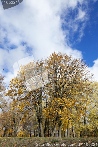 Image of leaves on trees, autumn