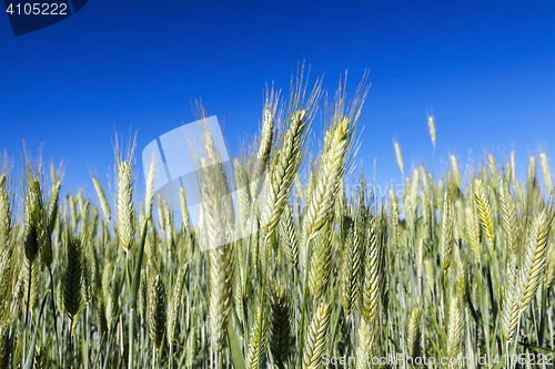 Image of Field with cereal