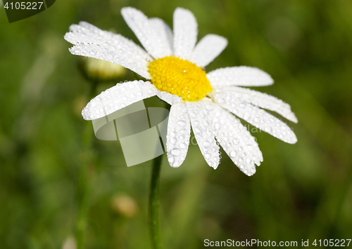 Image of camomile flower close-up