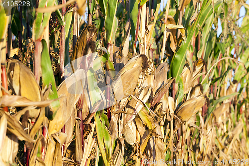 Image of yellowed ripe corn