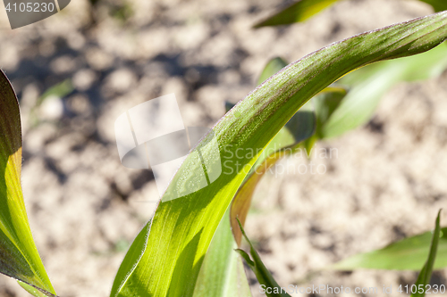 Image of Field of green corn