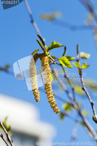 Image of Young leaves of birch