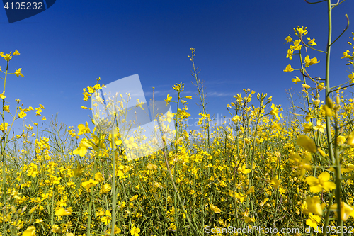 Image of yellow flower rape