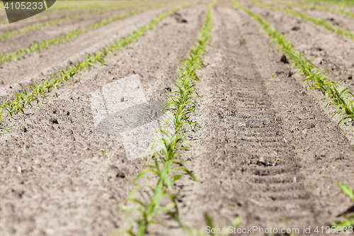 Image of Field with corn