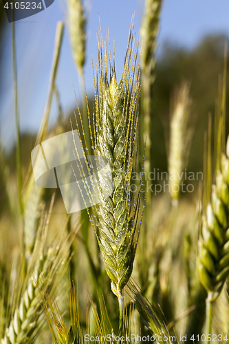 Image of Field with cereal