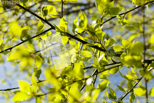 Image of linden leaves, spring