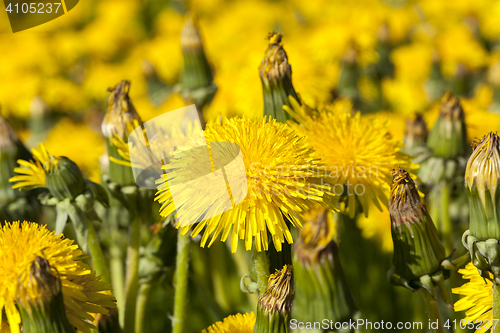 Image of yellow dandelions in spring