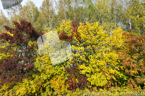 Image of Maple Park in autumn