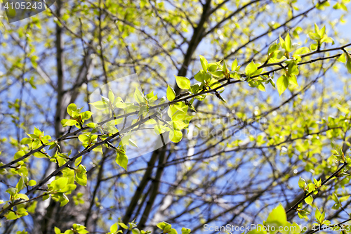 Image of linden leaves, spring