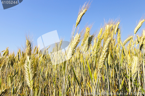 Image of mature cereal, close-up