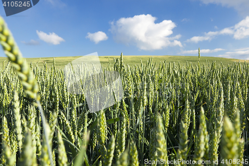 Image of Field with cereal