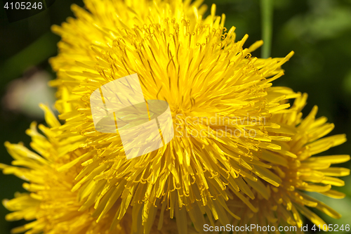 Image of yellow dandelions in spring