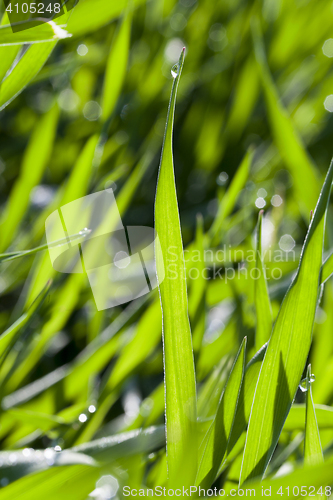 Image of Field with cereal