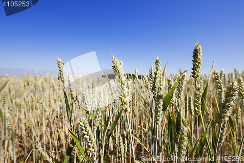 Image of immature green grass