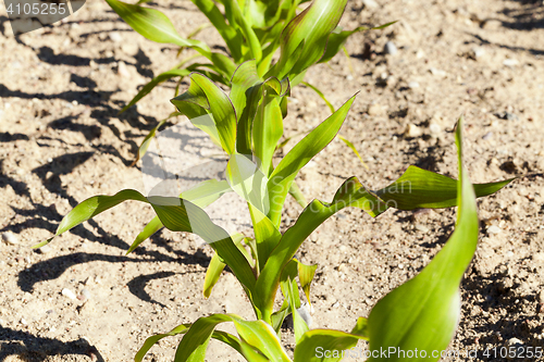 Image of Field of green corn