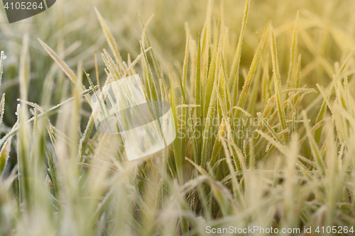 Image of young grass plants, close-up