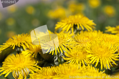 Image of yellow dandelions in spring