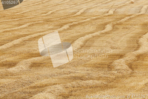 Image of haystacks in a field of straw