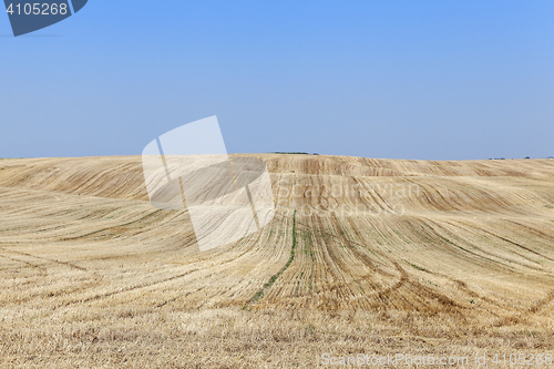 Image of wheat field after harvest