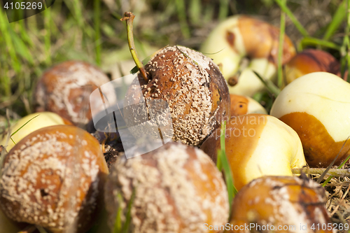 Image of spoiled apples, close-up